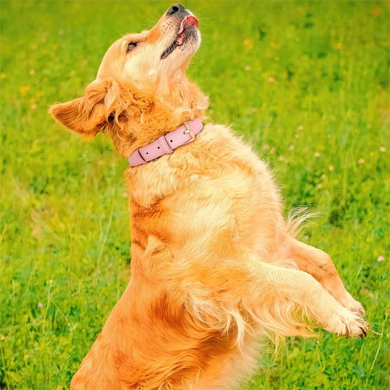 Collier chien alaise en balade