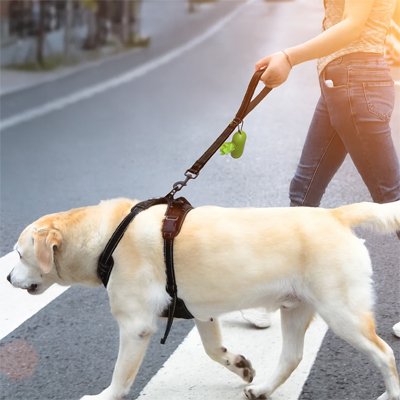 Laisse chien blade confortable