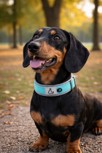Collier chien | Élite Canin