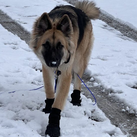 Chaussure chien anti froid