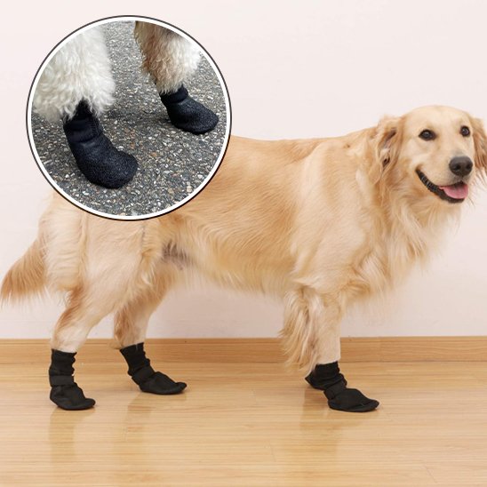 Chaussure chien antiderapante