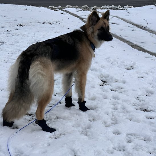 Chaussure chien  protection contre le froid