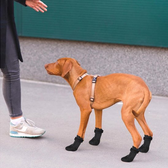 Chaussure chien protectio pattes