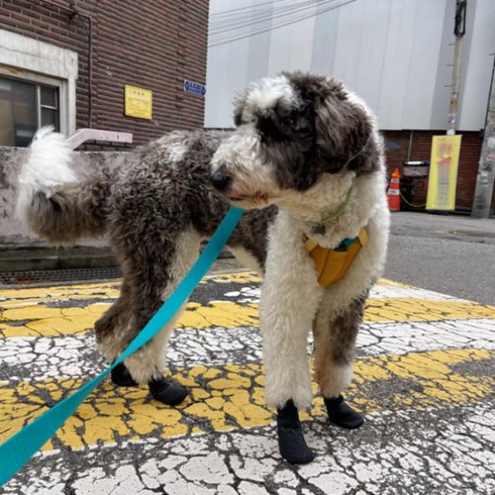 Chaussure chien protege les coussinets