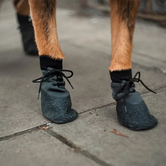 Chaussure pour Chien au sec