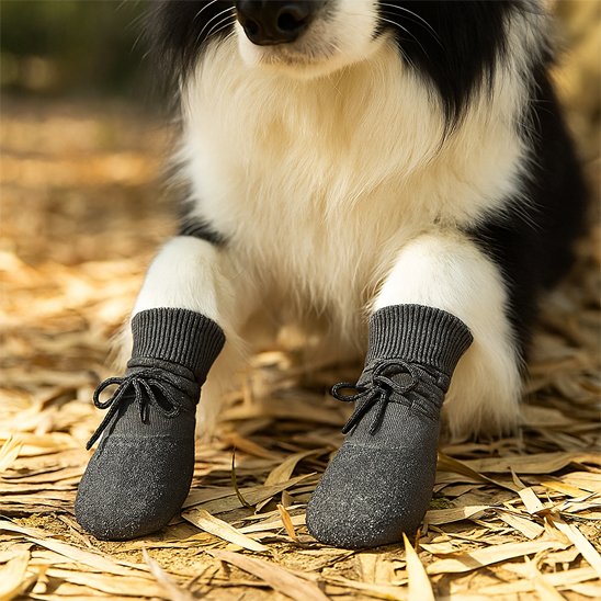 Chaussure pour Chien exterieur