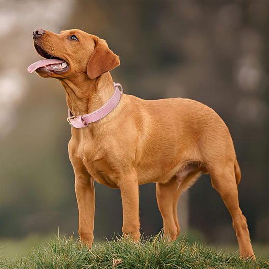 Collier chien balade agreable