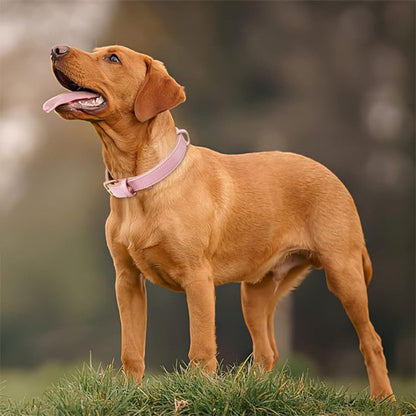 Collier chien balade agreable