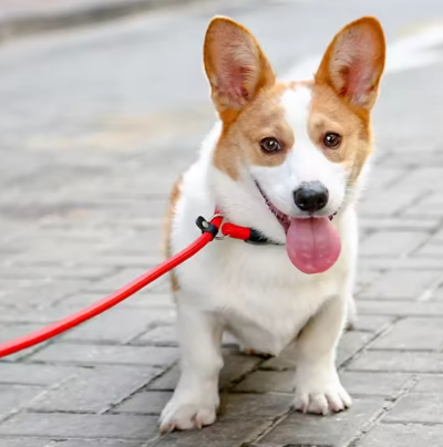 Collier Chien | Dynamic Rope
