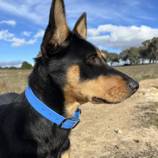 Collier chien bleu