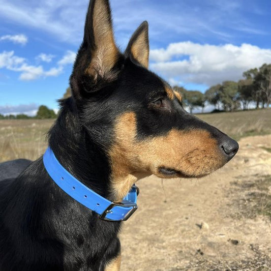 Collier chien bleu
