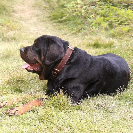 Collier chien cuir coucher 
