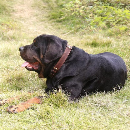 Collier chien cuir coucher 