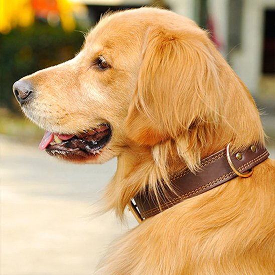 Collier chien cuir golden
