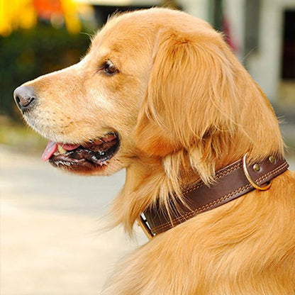 Collier chien cuir golden