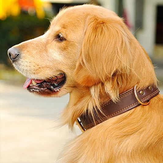 Collier chien cuir golden