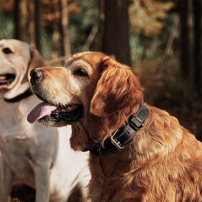 Collier chien cuir promenade