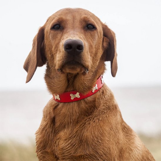 Collier chien cuir