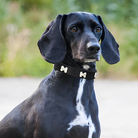 Collier chien cuir