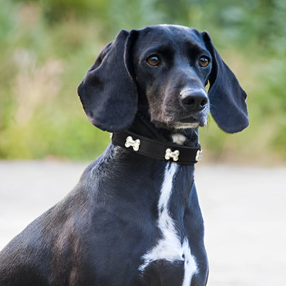 Collier chien cuir
