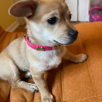 Collier chien cuir