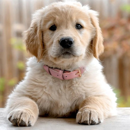 Collier chien exterieur agreable
