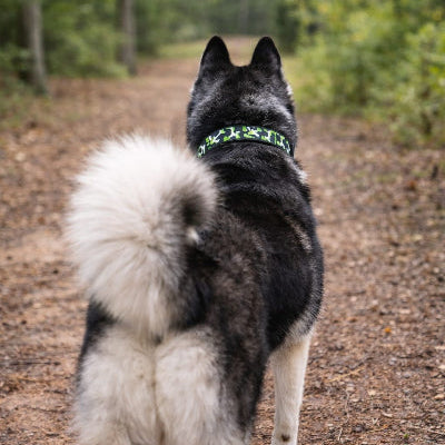 collier chien husky balade