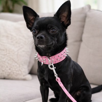 collier chien noir canape