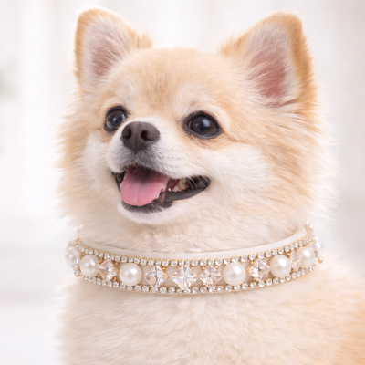 collier chien perles strass elegant