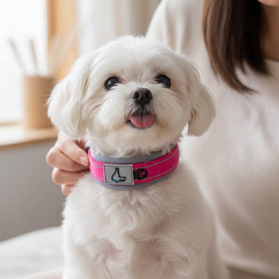 collier chien petit rose