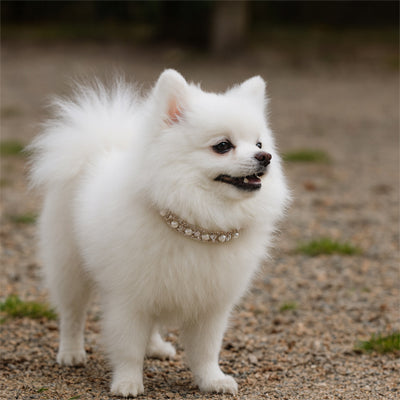 collier chien promenade strass
