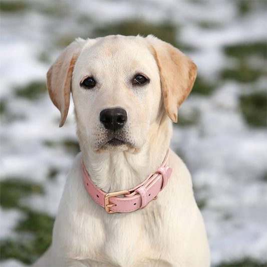 Collier chien rose exterieur