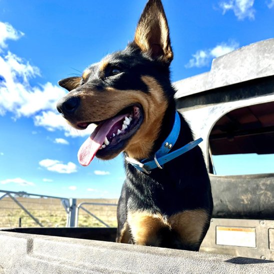 Collier chien solide bleu