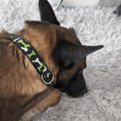 collier chien vert os malinois