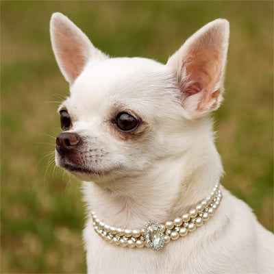 collier chien balade parc strass