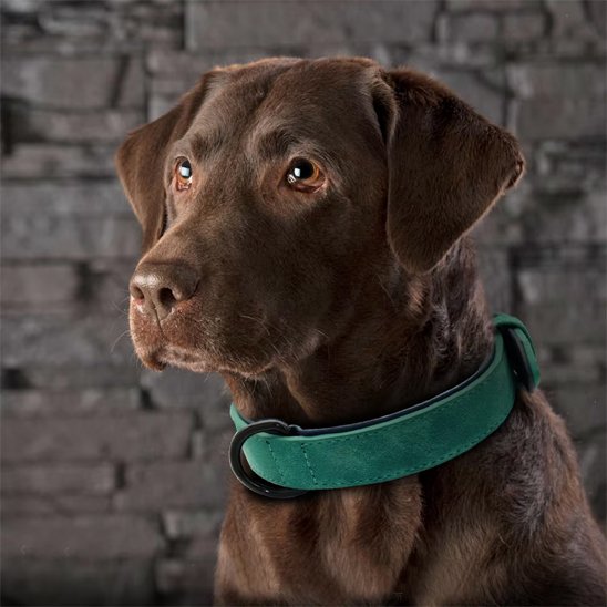 Collier en cuir pour chien 