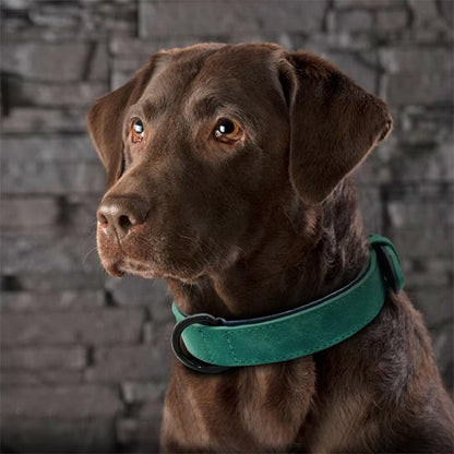 Collier en cuir pour chien 
