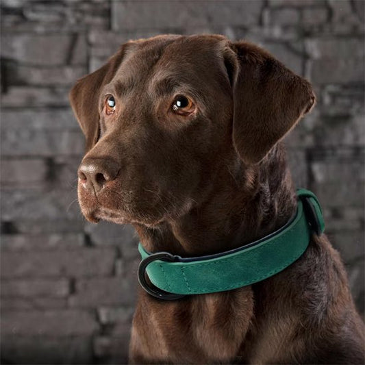 Collier en cuir pour chien 