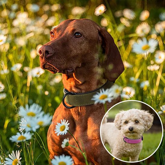 Collier en cuir pour chien 