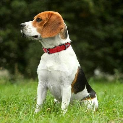 Collier en cuir pour chien 