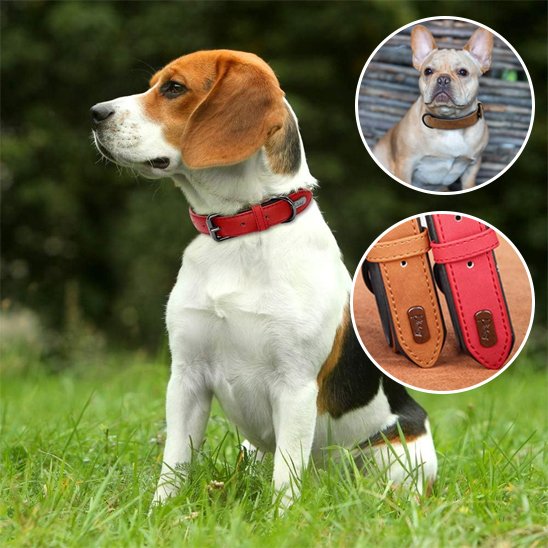 Collier en cuir pour chien 