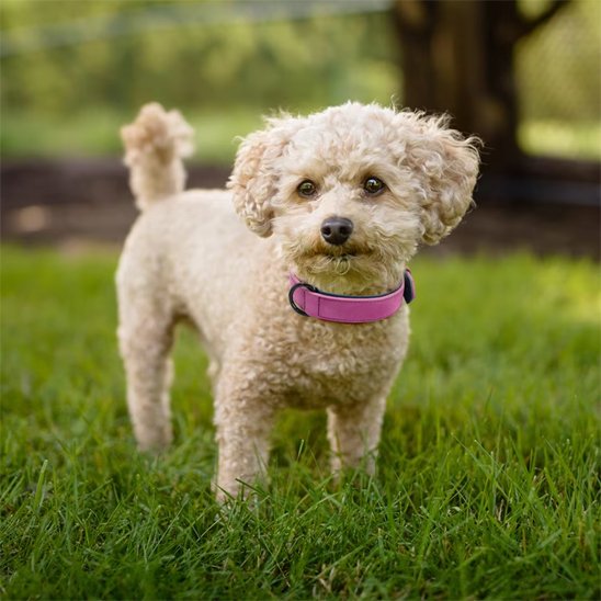 Collier en cuir pour chien 