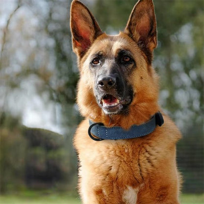 Collier en cuir pour chien 