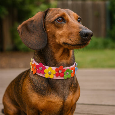 collier pour chien balade fleurs