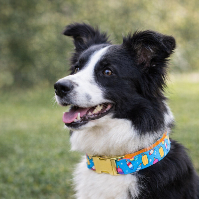 collier pour chien bleu promenade
