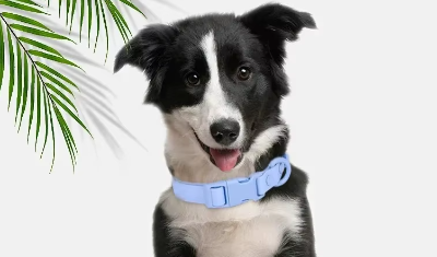 collier pour chien bleu resistant