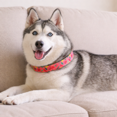 collier pour chien canape coucher rose