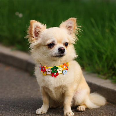 collier pour chien fleur exterieur