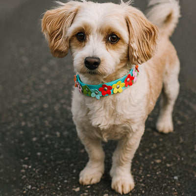 collier pour chien fleur