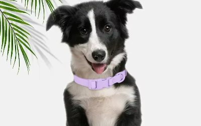 collier pour chien lavande resistant